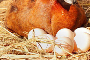 Fresh Duck Eggs
