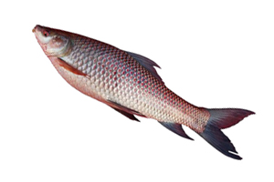 Fresh Tilapia
