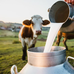 Fresh Cow Milk