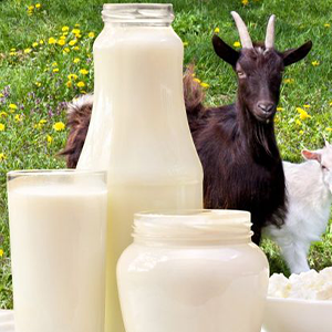 Fresh Goat Milk
