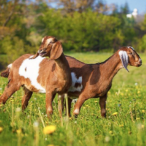 Premium Goat