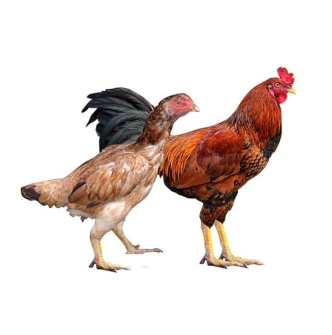 Premium Chicken