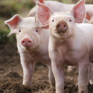 Premium Pig